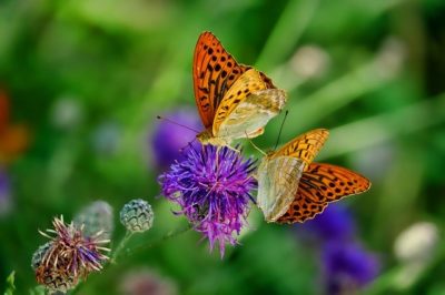 Schmetterling von pixaby